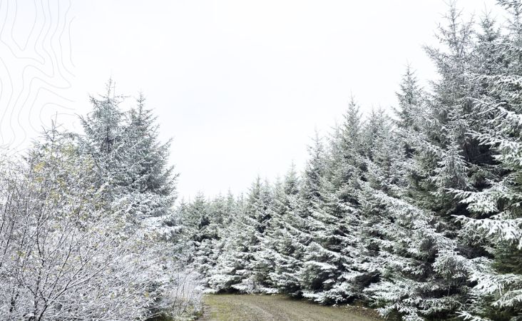 Leadership and resilience in nature Leadership and resilience in nature